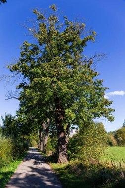 Çek Cumhuriyeti 'nin merkezinden Sazava Nehri etrafındaki güzel sonbahar ağaçları 