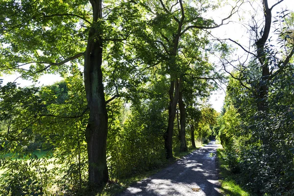 Hermosos Árboles Otoño Alrededor Del Río Sazava Desde Centro República — Foto de Stock