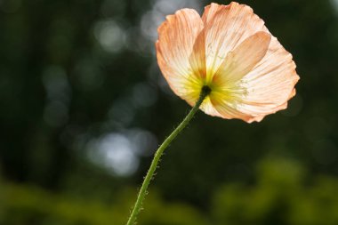 Soluk turuncu İzlanda Haşhaş.
