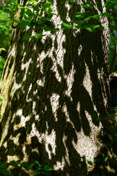 Shadows of leaves on tree trunk bark.