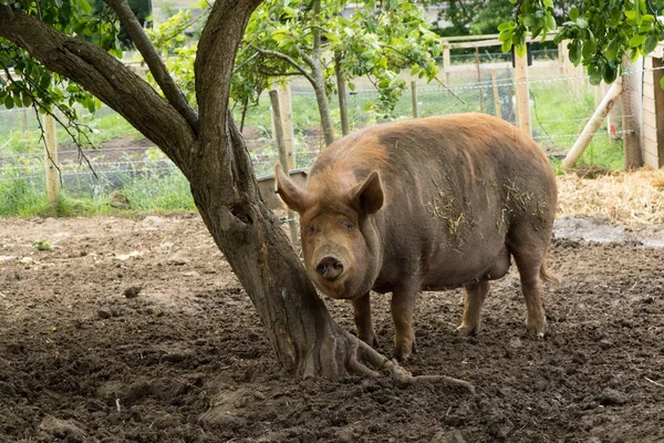 Cerdo Marrón Grande Parado Lado Del Árbol Sty Fangoso —  Fotos de Stock