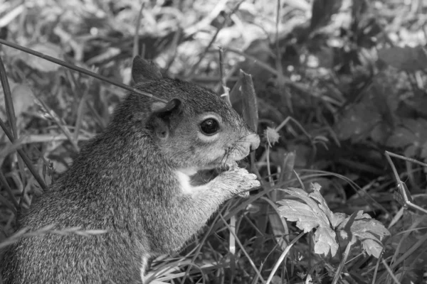 Grey Squirrel Puso Pie Comiendo Una Nuez Mirando Cámara — Foto de Stock