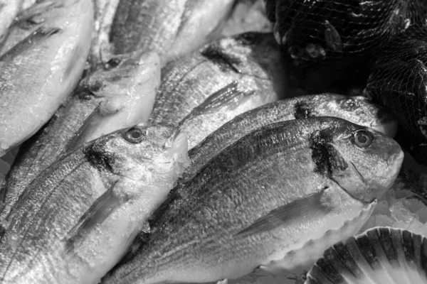 Chunky Gilt Head Bream Bream Display Fishmongers — Stock Photo, Image