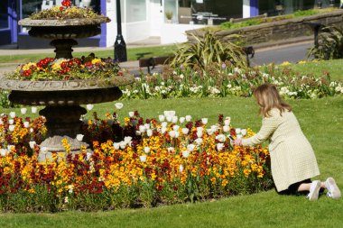 Woman with long hair kneeling down on grass to take a photo of white Tulips in a circular flower bed with her mobile phone, Harrogate, North Yorkshire, England, UK. clipart