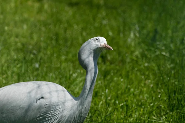 Cinza Pálido Branco Demoiselle Crane — Fotografia de Stock