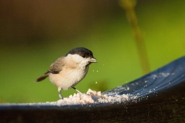 Small Coal Tit with bird food dropping from the bird's beak as it feeds.
