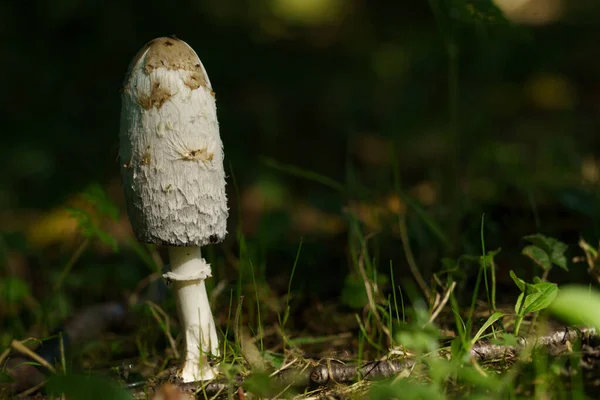 Ground Level View Long Cylindrical Shaggy Inkcap Mushroom — стоковое фото