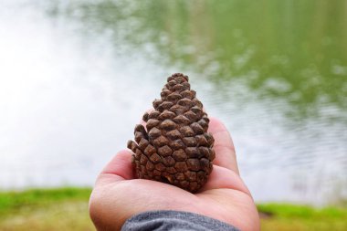 Elinizde çam kozalağı 