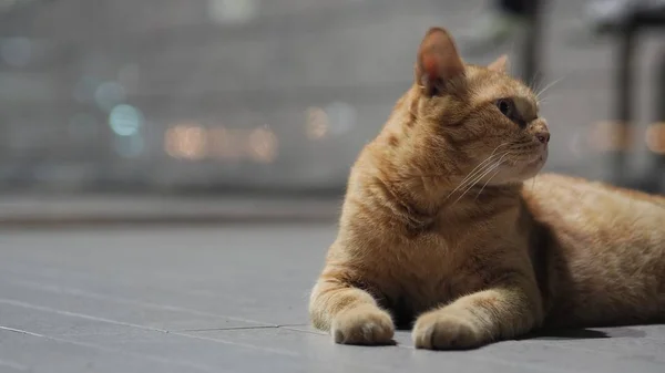 Rechts Abbiegen Die Orange Gestromte Katze Auf Dem Boden — Stockfoto