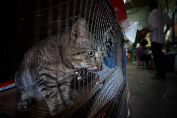 Tierquälerei Katze Käfig — Stockfoto