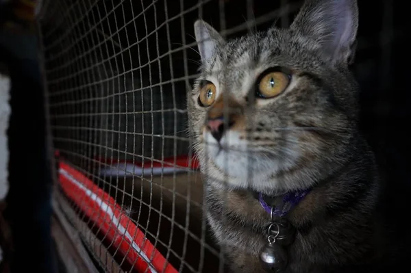 Kafesteki Kedi - Hayvanlara eziyet
