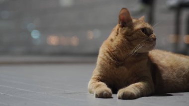 Sağa dön, Turuncu Tabby Cat on Floor.