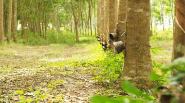 Tayland Kauçuk dokunarak kauçuk ağaç plantasyon - Kauçuk Plantation 