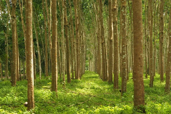 Rubber tree plantation with Rubber tapping in Thailand - Rubber Plantation