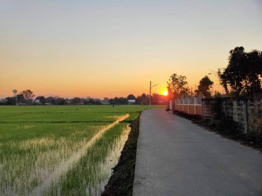 Pirinç tarlaları ve kırsal yollar