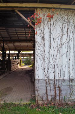 Ormanda eski terk edilmiş ahır