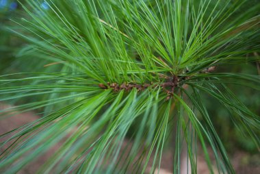 Hiç bitmeyen yeşil bir dala yakın