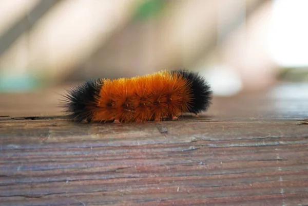 Black Brown Gold Caterpillar — Stock Photo, Image