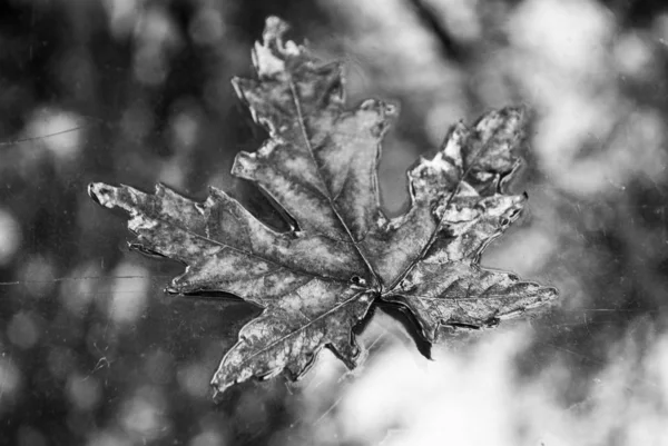 Gros Plan Une Feuille Sur Une Table Verre Reflet Ciel — Photo