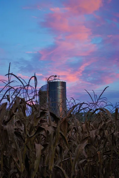 Majsfält Och Silo Med Färgstark Livlig Solnedgång Bakgrunden — Stockfoto