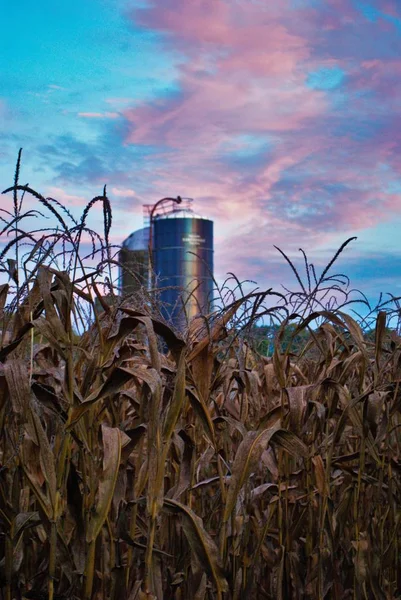 Majsfält Och Silo Med Färgstark Livlig Solnedgång Bakgrunden — Stockfoto