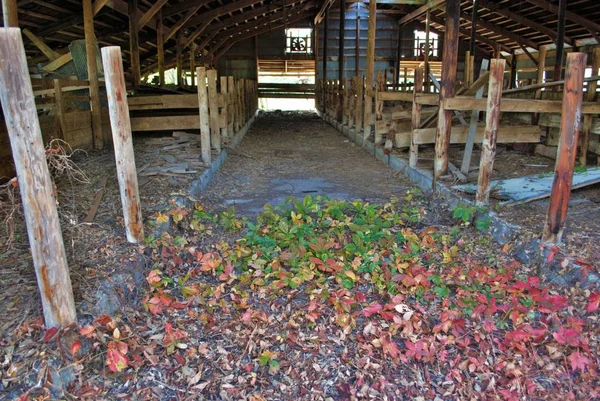 老废弃的谷仓里 在树林里 — 图库照片
