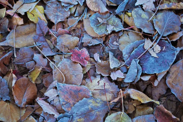 Παγετός Καλύπτονται Φύλλα Στο Έδαφος — Φωτογραφία Αρχείου