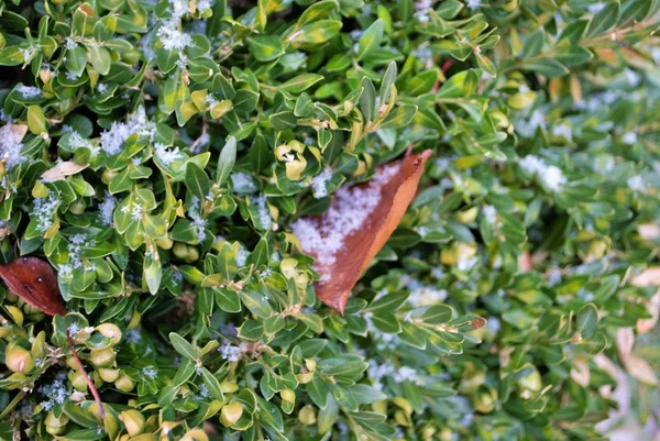 Leaves Bush Light Dusting Snow Christmas Day — Stock Photo, Image