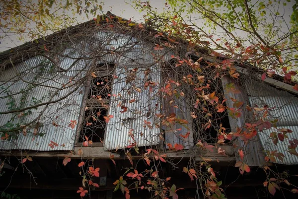 Velho Celeiro Abandonado Meio Floresta — Fotografia de Stock