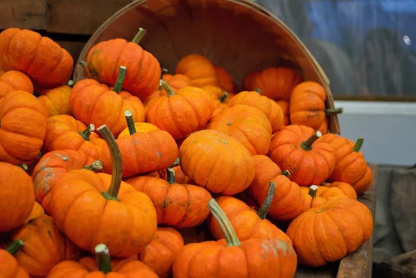 Panier Débordant Petites Citrouilles — Photo