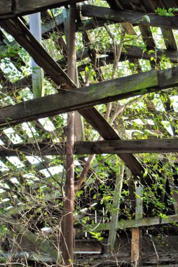 Ormanda eski terk edilmiş ahır