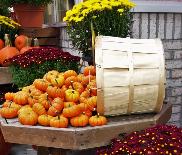 Panier Débordant Petites Citrouilles — Photo