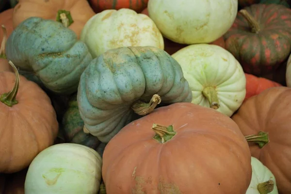 Multicoulred Kalebassen Een Boerenmarkt — Stockfoto