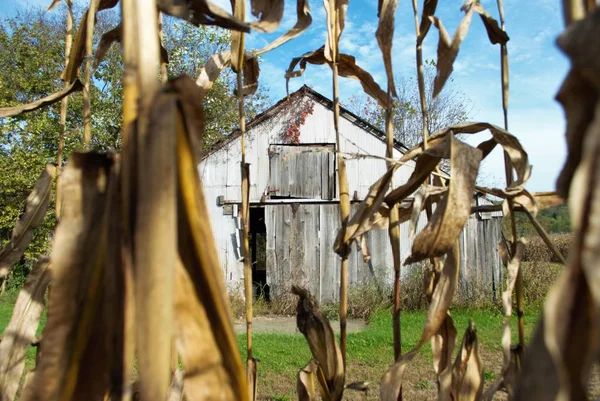 Дивлячись Сарай Кукурудзяного Поля — стокове фото