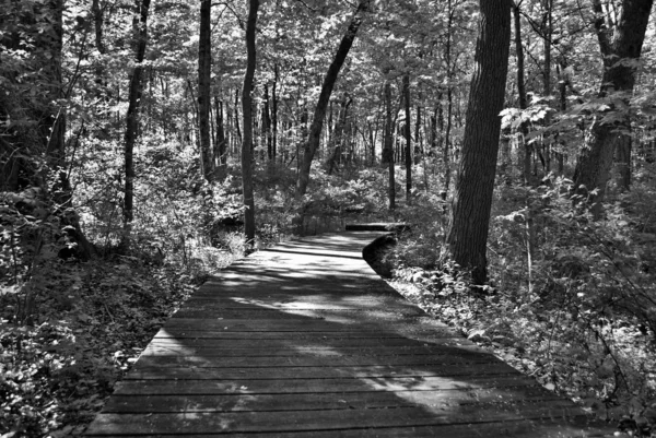 Stock image Wooden path through the middle of the woods