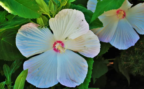 White Hibiscus Flower Five Large Petals — Stock Photo, Image