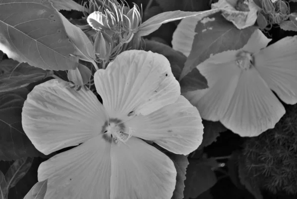 White Hibiscus flower with five large petals