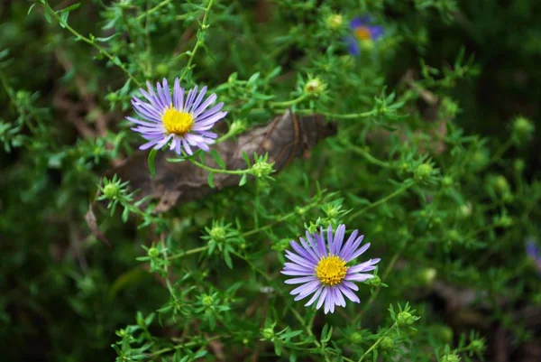 Flores Púrpuras Brillantes Del Astro Que Florecen Jardín — Foto de Stock