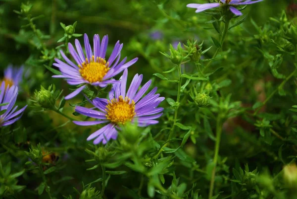 Bright purple aster flowers blooming in the garden