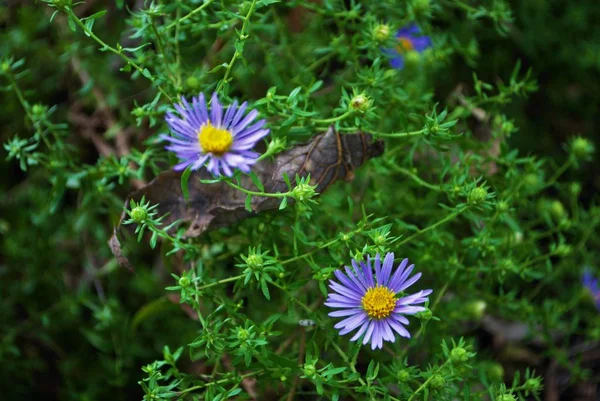 Brilhante Roxo Aster Flores Florescendo Jardim — Fotografia de Stock