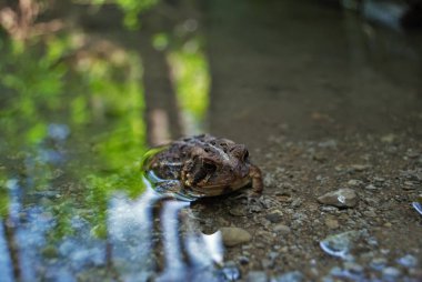 Sudaki bir kurbağanın yakın görüntüsü
