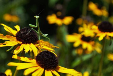 Siyah gözlü Susan çiçeğinin üzerinde takılan peygamberdevesi duası.