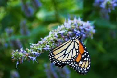 Mavi Veronica çiçeğinin kanadı kırık kral kelebeği.
