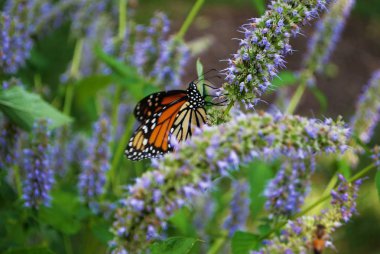 Mavi Veronica çiçeğinin kanadı kırık kral kelebeği.