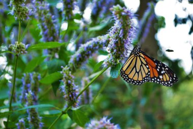 Mavi Veronica çiçeğinin kanadı kırık kral kelebeği.