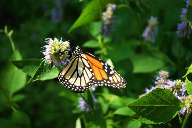Mavi Veronica çiçeğinin kanadı kırık kral kelebeği.