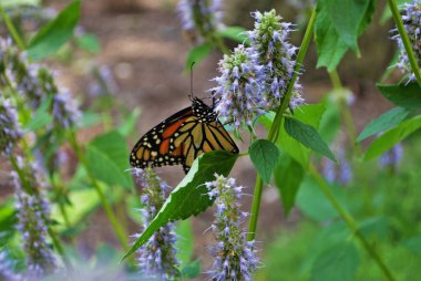 Mavi Veronica çiçeğinin kanadı kırık kral kelebeği.