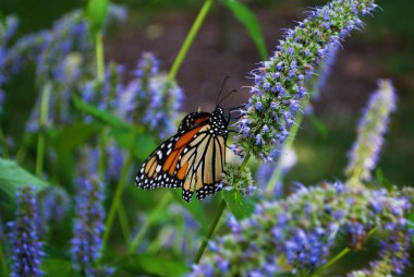 Mavi Veronica çiçeğinin kanadı kırık kral kelebeği.