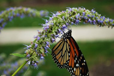 Mavi Veronica çiçeğinin kanadı kırık kral kelebeği.