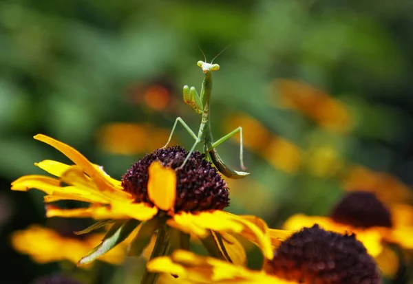 Mantis Religiosa Colgando Una Brillante Flor Susan Ojos Negros —  Fotos de Stock